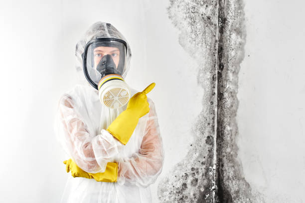 Best Mold Removal for HVAC Installations in USA